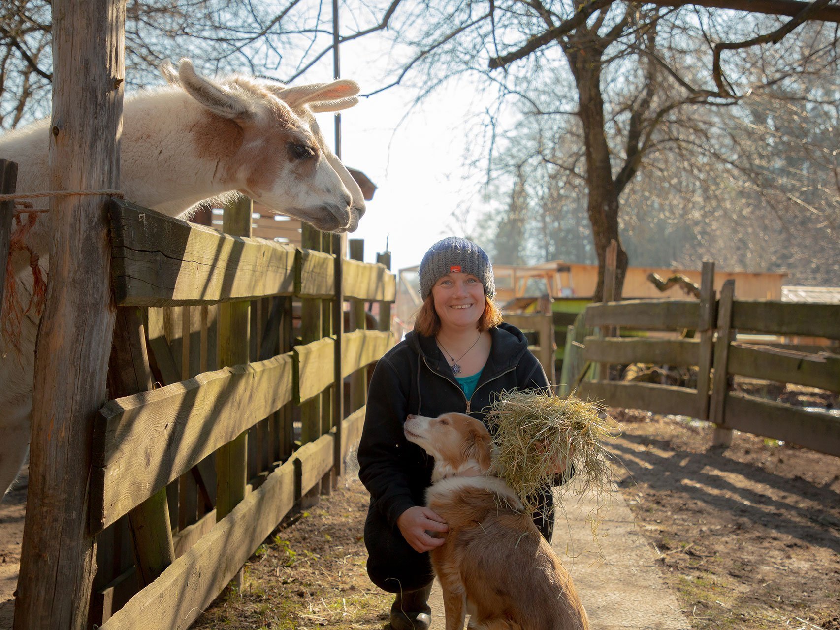 Eine Frau mit Wollmütze füttert ein Alpaka mit Heu - streichlt dabei aber gerade einen Hund