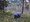 Eine Person beugt sich in einem grasbewachsenen Waldgebiet mit Kiefern vor.