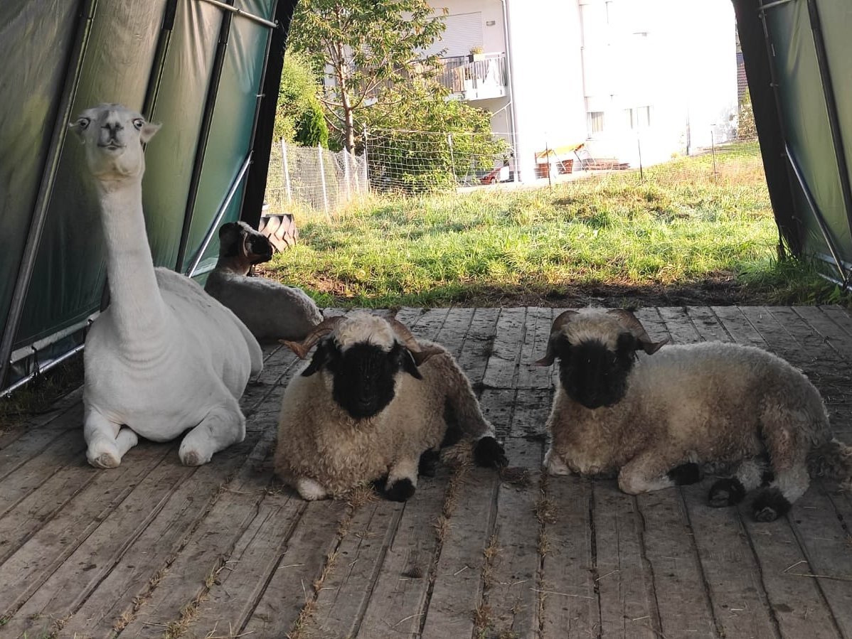 Impressionen aus unserem Garten Haus Schwarzenberg