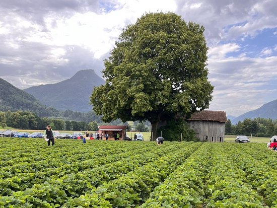 Ein weitläufiges Erdbeerfeld mit Reihen grüner Pflanzen. Im Hintergrund steht ein großer Baum neben einer kleinen Holzhütte. Menschen sind auf dem Feld zu sehen, und im Hintergrund erheben sich Berge unter einem bewölkten Himmel.