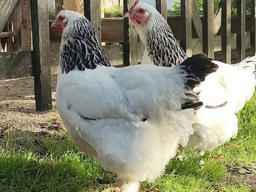 Zwei weiße Hühner mit schwarzem Gefieder am Hals und Schwanz stehen nebeneinander auf dem Gras vor einem Holzzaun.