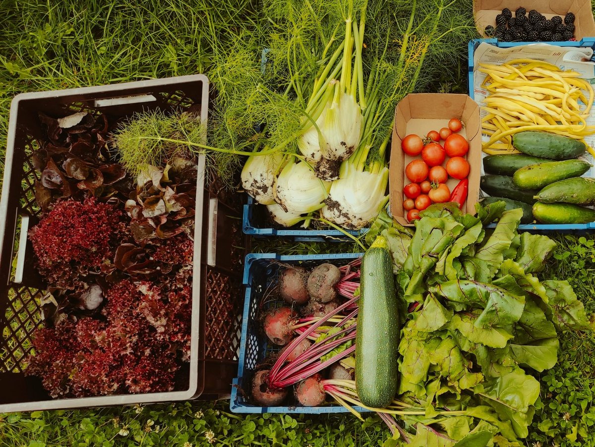 Frische Ernte aus unserem Garten alles bio! Haus Schwarzenberg